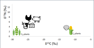 Variazione degli isotopi del carbonio e dell’azoto