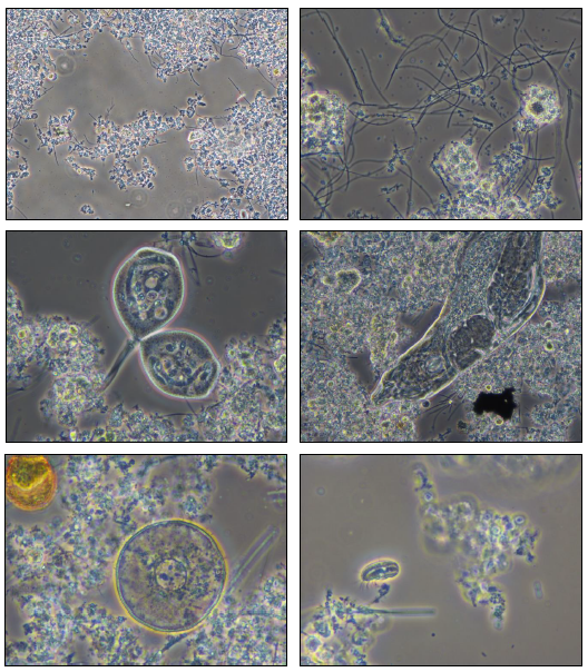 analisi microbiologiche fanghi attivi